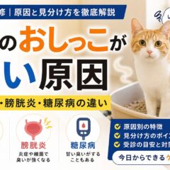 猫のおしっこが臭い原因｜濃縮尿・膀胱炎・糖尿病の違いを専門家が解説