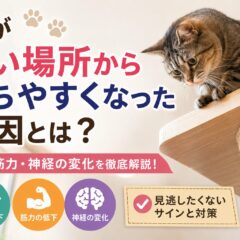猫が高い場所から落ちやすくなった原因｜視力・筋力・神経の変化を徹底解説