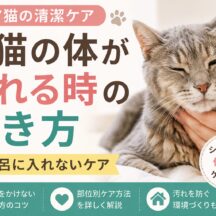 老猫の体が汚れる時の拭き方｜お風呂に入れないケア完全ガイド