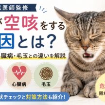猫が空咳をする原因｜喘息・心臓病・毛玉との違いを獣医師監修で解説