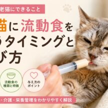 老猫に流動食を使うタイミングと選び方｜獣医師監修の完全ガイド