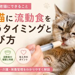 老猫に流動食を使うタイミングと選び方｜獣医師監修の完全ガイド