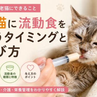 老猫に流動食を使うタイミングと選び方｜獣医師監修の完全ガイド