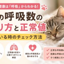 猫の呼吸数の測り方と正常値｜寝ている時のチェック方法を獣医師監修レベルで解説