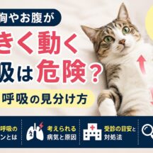 猫の胸やお腹が大きく動く呼吸は危険？努力呼吸の見分け方と今すぐすべき対応