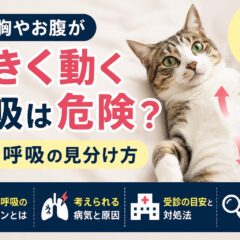 猫の胸やお腹が大きく動く呼吸は危険？努力呼吸の見分け方と今すぐすべき対応