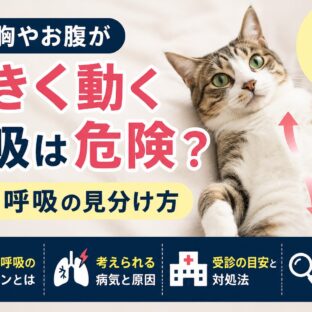 猫の胸やお腹が大きく動く呼吸は危険？努力呼吸の見分け方と今すぐすべき対応