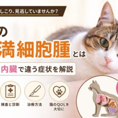 猫の肥満細胞腫とは｜皮膚と内臓で違う症状を徹底解説