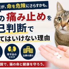 猫に痛み止めを自己判断で使ってはいけない理由｜獣医師も警告する危険な落とし穴