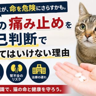 猫に痛み止めを自己判断で使ってはいけない理由｜獣医師も警告する危険な落とし穴