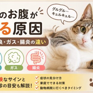 猫のお腹が鳴る原因｜消化不良・ガス・腸炎の違いと受診すべきサインを徹底解説