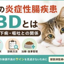 猫の炎症性腸疾患IBDとは｜慢性下痢・嘔吐との関係を獣医師監修レベルで解説
