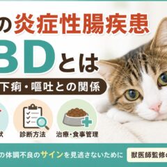 猫の炎症性腸疾患IBDとは｜慢性下痢・嘔吐との関係を獣医師監修レベルで解説