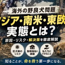 海外の野良犬問題とは？アジア・南米・東欧の実態と動物福祉の現状を徹底解説