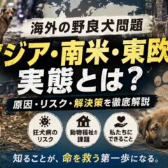 海外の野良犬問題とは？アジア・南米・東欧の実態と動物福祉の現状を徹底解説