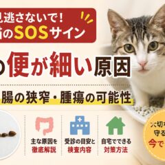 猫の便が細い原因|便秘・腸の狭窄・腫瘍の可能性を徹底解説