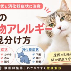 猫の食物アレルギーの見分け方｜皮膚症状と消化器症状に注意
