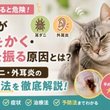 猫が耳をかく・頭を振る原因と耳ダニ・外耳炎の対処法｜愛猫を守る完全ガイド