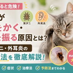 猫が耳をかく・頭を振る原因と耳ダニ・外耳炎の対処法｜愛猫を守る完全ガイド