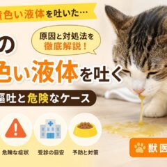 猫が黄色い液体を吐く原因｜胆汁嘔吐と危険なケースを獣医師監修レベルで徹底解説