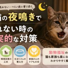 老猫の夜鳴きで眠れない夜が続く時——原因から現実的な対策まで徹底解説