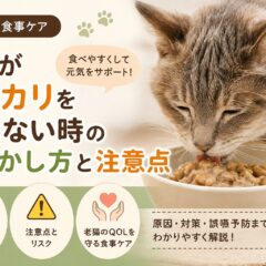 老猫がカリカリを噛めない時のふやかし方と注意点｜獣医師も推奨する正しいケア方法
