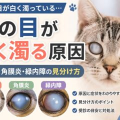 猫の目が白く濁る原因｜白内障・角膜炎・緑内障の見分け方と対処法