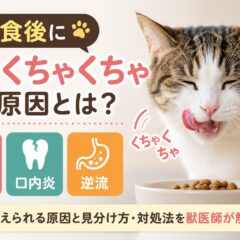 猫が食後に口をくちゃくちゃする原因｜吐き気・口内炎・逆流を徹底解説