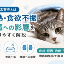 猫の腎盂腎炎とは｜発熱・食欲不振・腎臓への影響を徹底解説