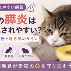 猫の膵炎は見逃されやすい？食欲不振と吐き気のサインを徹底解説
