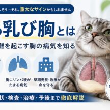 猫の乳び胸とは｜呼吸困難を起こす胸の病気を知る
