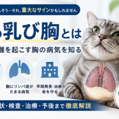 猫の乳び胸とは｜呼吸困難を起こす胸の病気を知る