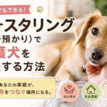 フォスタリング（一時預かり）で保護犬を支援する方法｜始め方から注意点まで完全解説