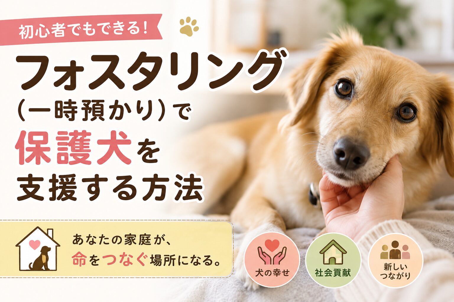 フォスタリング（一時預かり）で保護犬を支援する方法