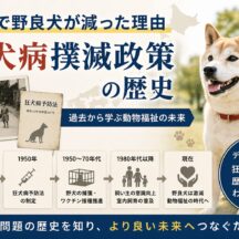 日本で野良犬が減った理由とは？狂犬病撲滅政策の歴史と動物福祉の現在地