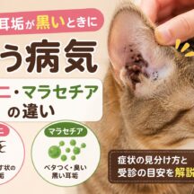 猫の耳垢が黒いときに疑う病気｜耳ダニ・マラセチアの違いと正しいケア方法