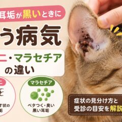猫の耳垢が黒いときに疑う病気｜耳ダニ・マラセチアの違いと正しいケア方法