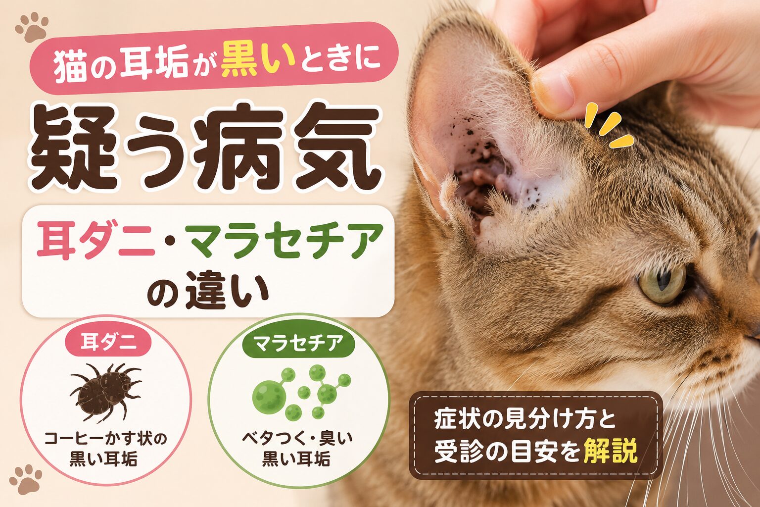 猫の耳垢が黒いときに疑う病気