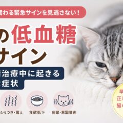 猫の低血糖のサイン｜糖尿病治療中に起きる危険な症状と対処法を徹底解説