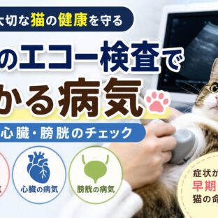 猫のエコー検査でわかる病気｜お腹・心臓・膀胱のチェックポイントを獣医師監修で解説