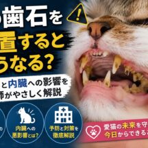 猫の歯石を放置するとどうなる？歯周病と内臓への影響を獣医師監修で徹底解説