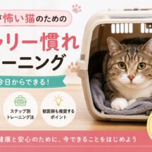 猫の通院が怖い子のためのキャリー慣れトレーニング｜動物福祉の視点で徹底解説