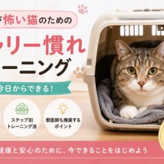 猫の通院が怖い子のためのキャリー慣れトレーニング｜動物福祉の視点で徹底解説