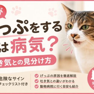 猫がげっぷをするのは病気？吐き気との見分け方を獣医師監修で徹底解説