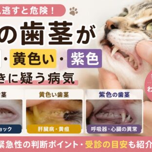猫の歯茎が白い・黄色い・紫色のとき疑う病気｜色別症状チェックと早期発見のポイント