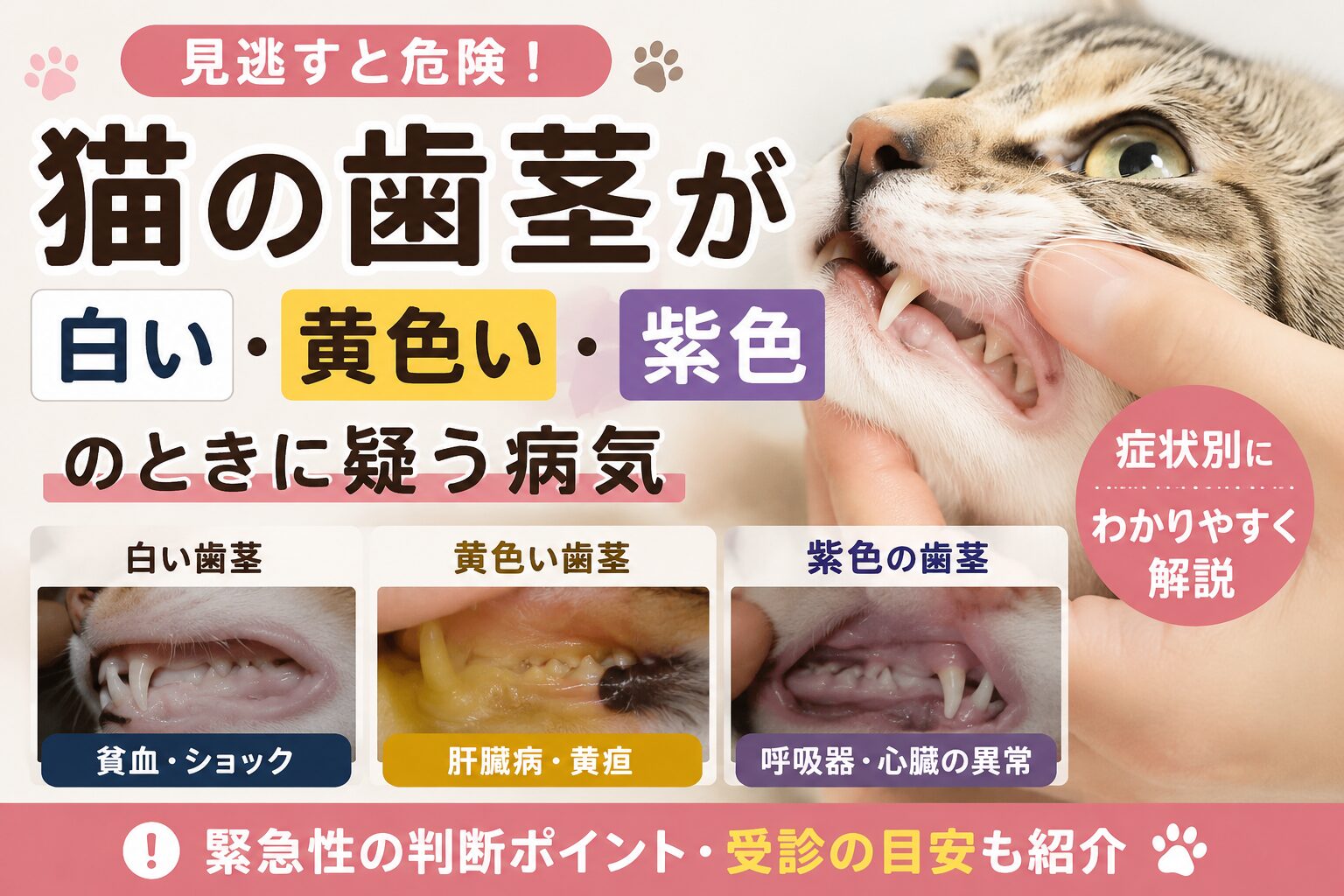 猫の歯茎が白い・黄色い・紫色のとき疑う病気