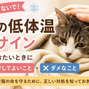 猫の低体温のサイン｜体が冷たいときに家でしてよいこと・ダメなこと