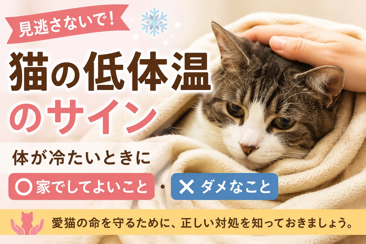 猫の低体温のサイン