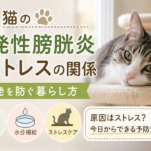猫の特発性膀胱炎とストレスの関係｜再発を防ぐ暮らし方を徹底解説