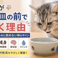 猫が水皿の前で鳴く理由｜飲みたいのに飲めない時のサインと正しい対処法